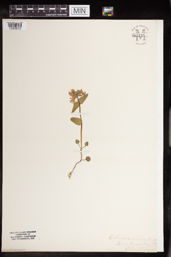 Collinsia verna image