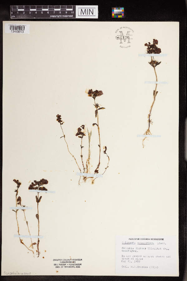 Collinsia grandiflora image