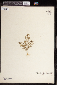 Leucospora multifida image