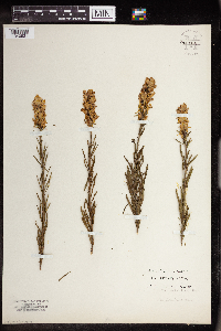 Linaria vulgaris image