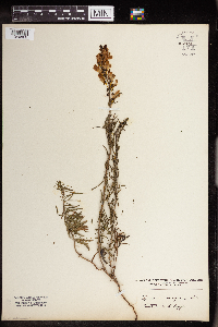 Linaria vulgaris image