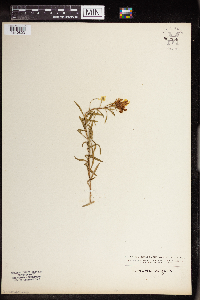 Linaria vulgaris image