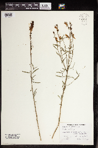 Linaria vulgaris image
