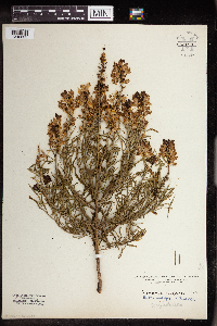 Linaria vulgaris image