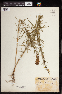 Linaria vulgaris image