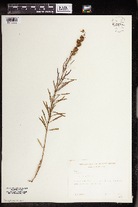 Linaria vulgaris image