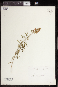 Linaria vulgaris image