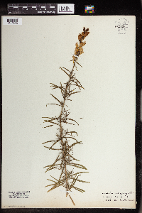 Linaria vulgaris image