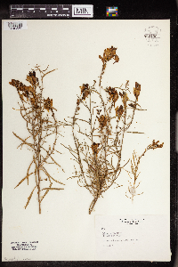 Linaria vulgaris image