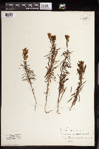 Linaria vulgaris image