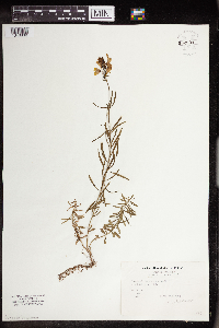 Linaria vulgaris image