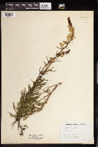 Linaria vulgaris image