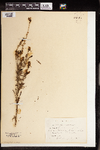 Linaria vulgaris image