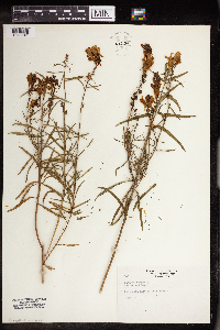 Linaria vulgaris image