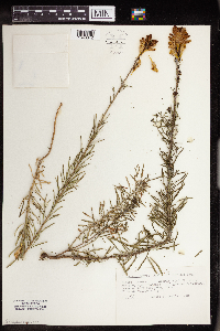 Linaria vulgaris image