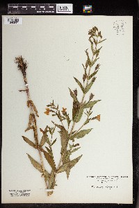 Mimulus ringens image