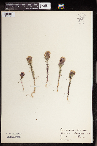 Image of Castilleja densiflora