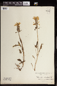Pedicularis canadensis image