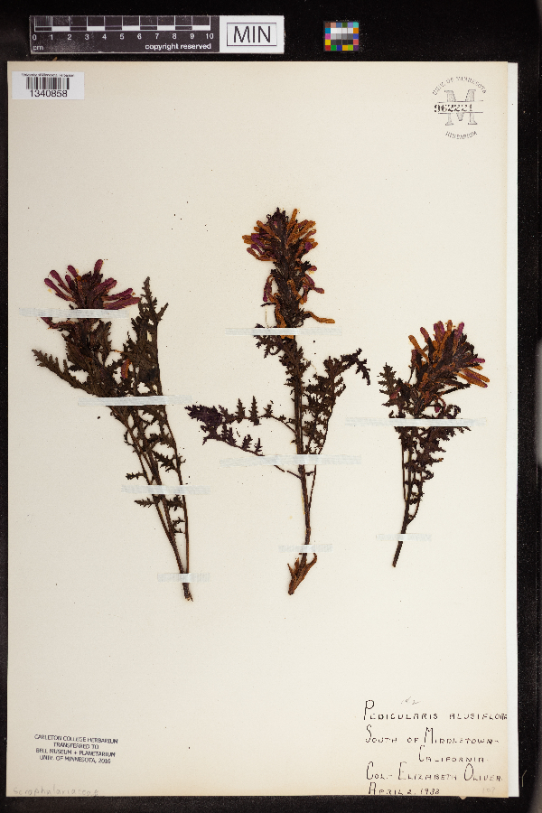 Pedicularis densiflora image
