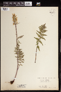 Pedicularis bracteosa image