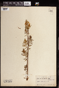 Pedicularis bracteosa image