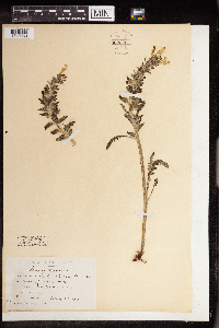 Pedicularis canadensis image