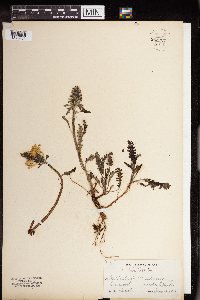 Pedicularis canadensis image