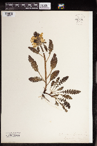 Pedicularis canadensis image