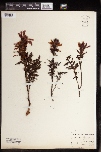 Pedicularis densiflora image