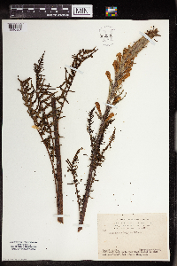 Pedicularis procera image