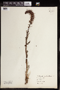 Pedicularis groenlandica image