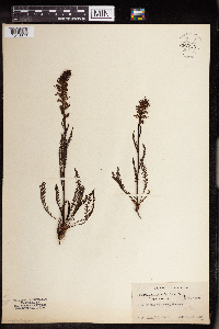 Pedicularis groenlandica image