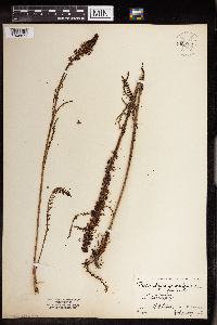 Pedicularis groenlandica image