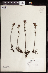 Pedicularis groenlandica image