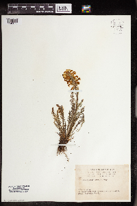 Pedicularis parryi image