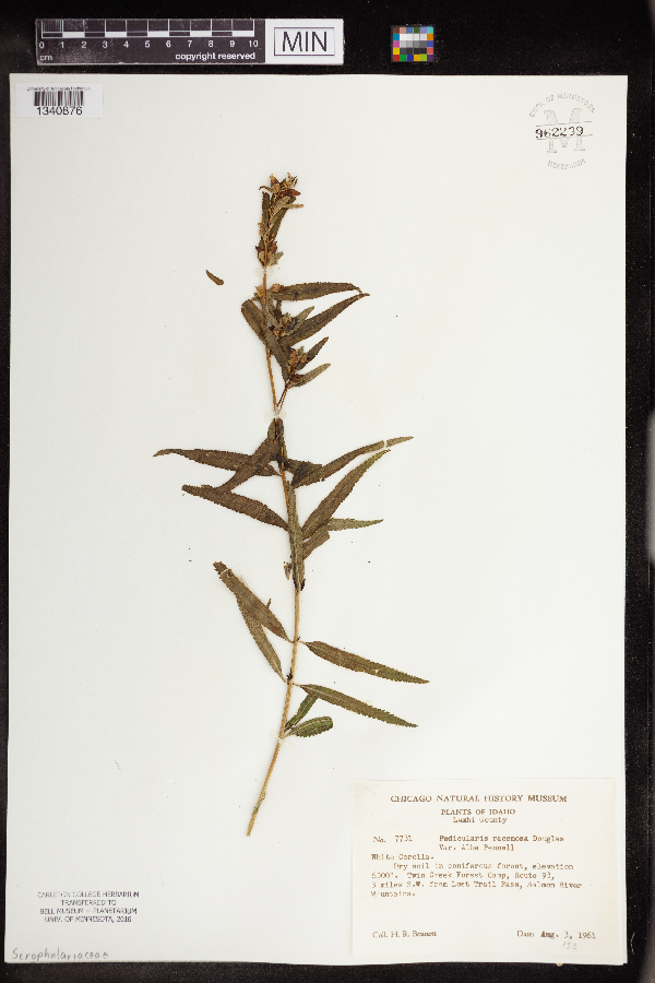 Pedicularis racemosa subsp. alba image