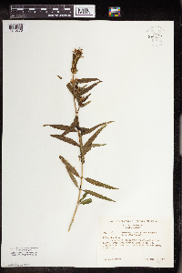 Pedicularis racemosa image