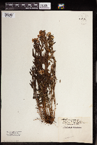 Pedicularis racemosa image