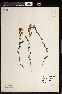 Pedicularis racemosa image