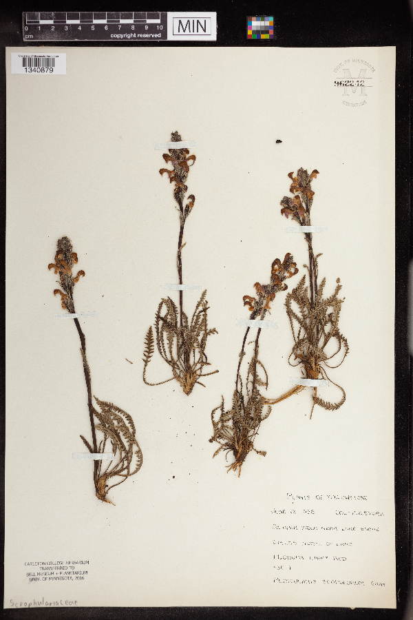 Pedicularis sudetica subsp. scopulorum image