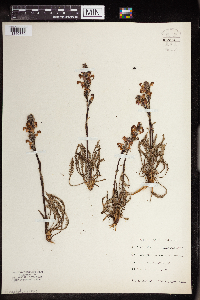 Pedicularis sudetica image