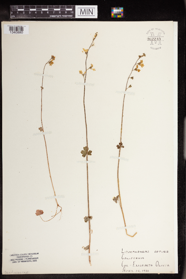 Lithophragma affine image