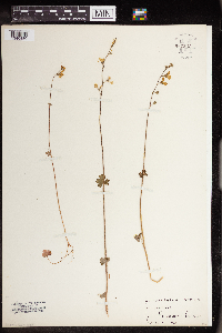 Image of Lithophragma affine