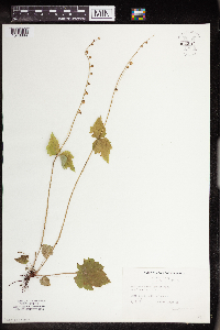 Mitella diphylla image