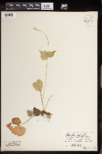 Mitella diphylla image