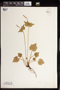 Mitella diphylla image