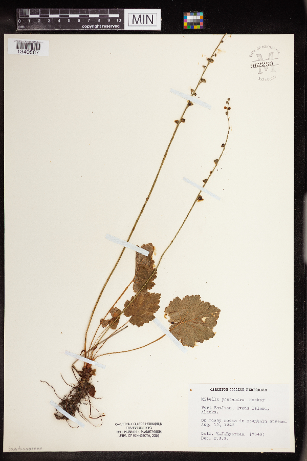 Pectiantia pentandra image