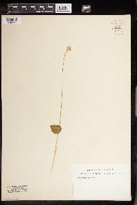 Parnassia palustris image