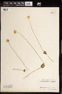 Parnassia palustris image