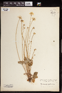Parnassia palustris image